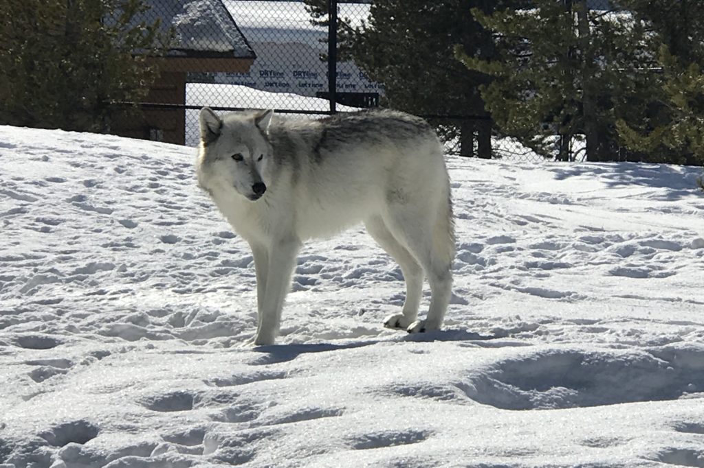 What to do in West Yellowstone