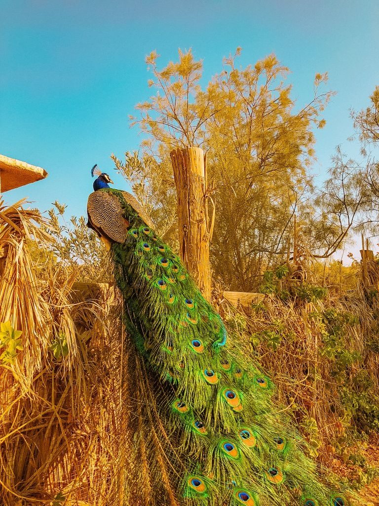 Peacock at Kfar Hanokdim