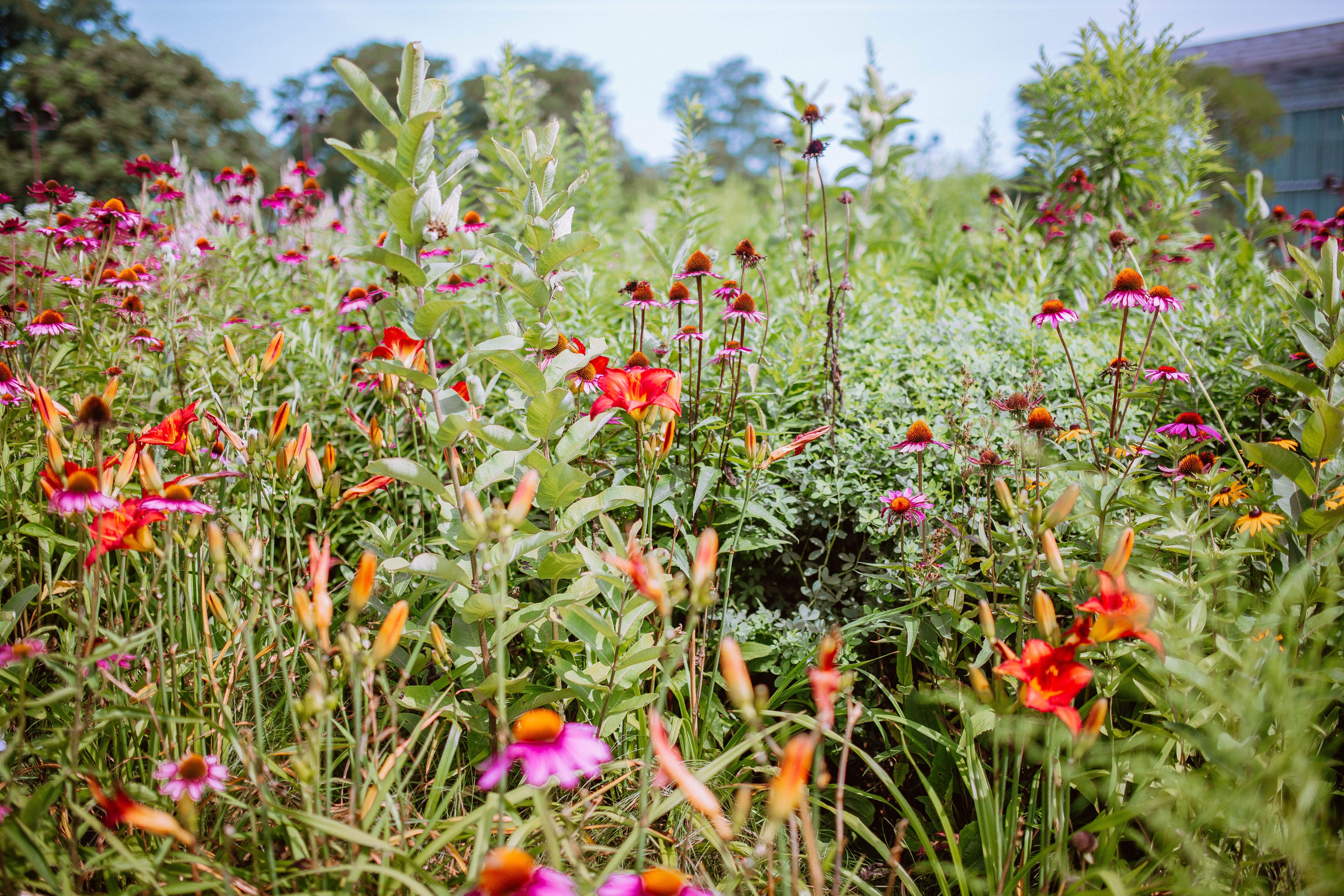 Flowers in Lurie gardens in Millennium Park Chicago