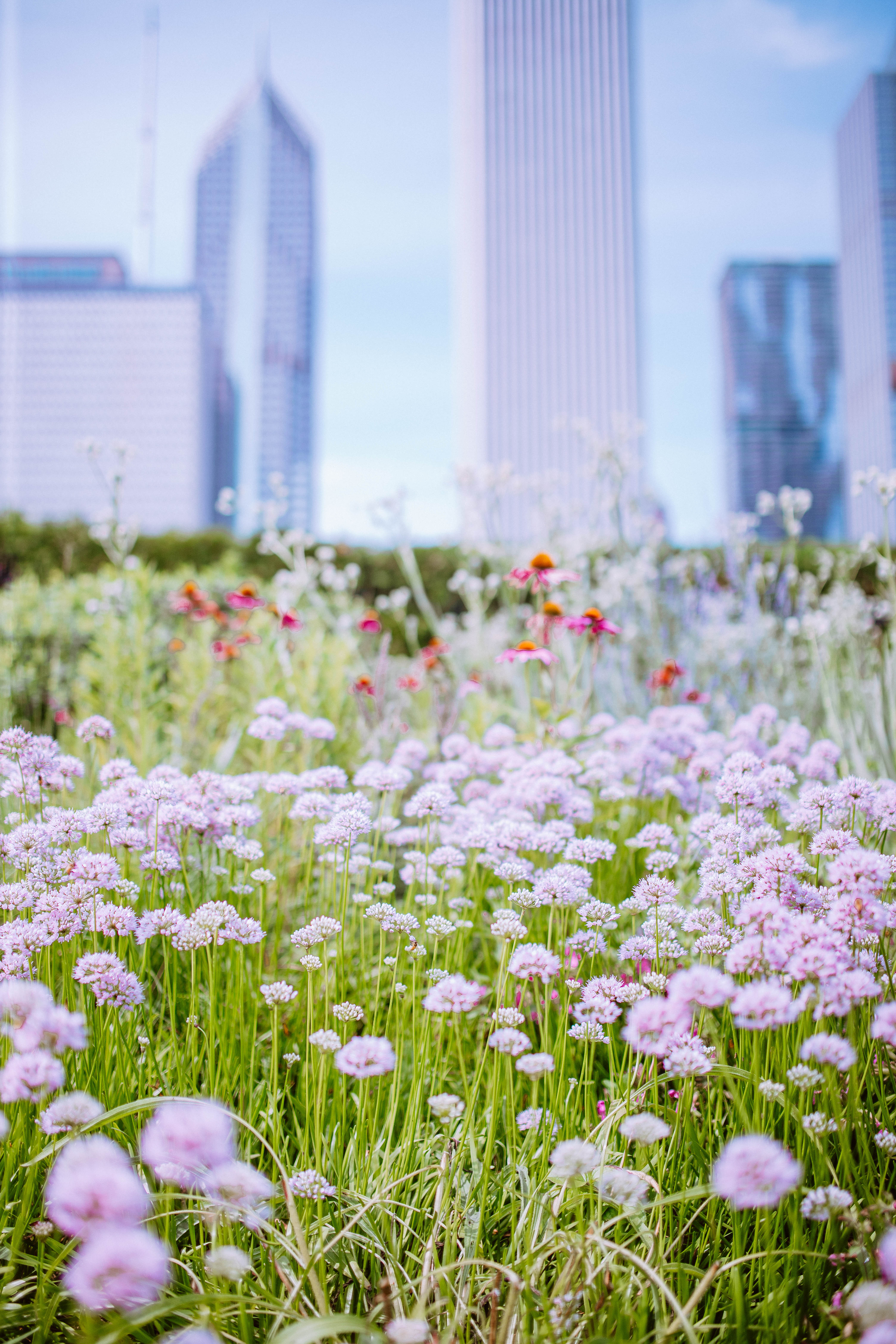 flowers in the lurie gardens in millennium park